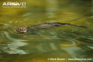 Illustration for article titled Monday Mustelid - Lontra longicaudis Edition
